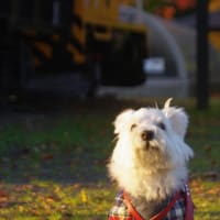 紅葉の散歩道