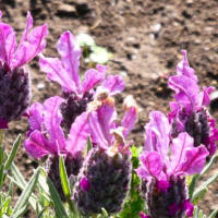 「モナの丘」では「ハーブの女王」といわれる「ラベンダー」が紫の花穂を！！