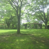 暑さに慣れてきたように感じる今日この頃