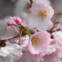 アーコレード　〈春咲の花〉　