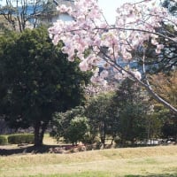 皇居の桜　2019.4.2
