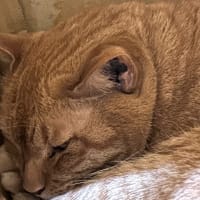 看板猫のいるお店で猫飲み 予告編 (2505-2)