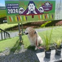 2024夏　12歳のゴールデンレトリバー　マハロの北海道旅行　Vol.5　～紋別から京都へ～