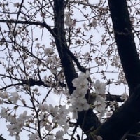 3／21～31