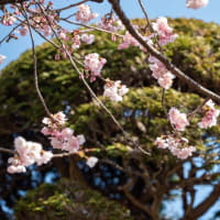 川口密蔵院の安行寒桜  その２５