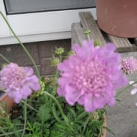 花　2