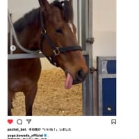 悲しみがつきません。。。ブログ引っ越し中、、、