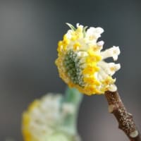 ミツマタ　〈三椏の黄色い花〉　
