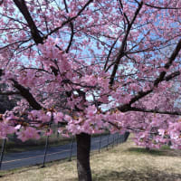 河津桜の並木道