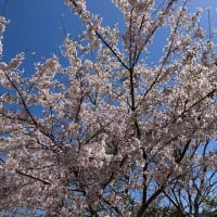 名残り桜