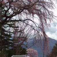 信州お花見②