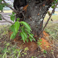 奈良県「サクラ見守り隊」登録