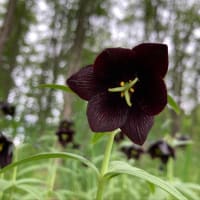 黒百合のある公園