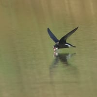 ハリオアマツバメさん無性に逢いたくて! その2