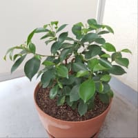 根っこ出てる!?