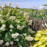 紫陽花の季節
