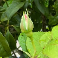 皆様へ、ご挨拶