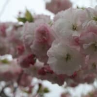 4/20　めぐり～御衣黄桜 ＆ 八重桜