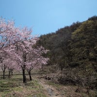 福島桜巡り　北塩原村　桜峠のオオヤマザクラ　その５