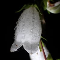 白い水玉