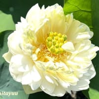 平塚地名発祥の寺「松雲山要法寺」の「ハス」をアップで！！