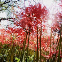 さくら堤公園の彼岸花