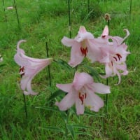 2025年6/26　開田高原の山野草