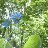 ヒマラヤの青いケシのお花見に行ってきました。
