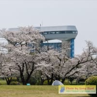 「田島が原自生地」周辺の桜