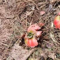 続 梅雨時の畑作業