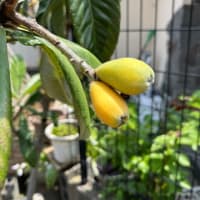 今日は暑かった💦　　(5/22)