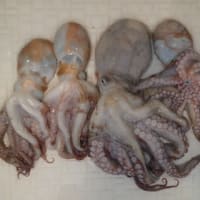 那珂湊、大洗沖　タコ釣行記２ 悪夢の釣行！！！