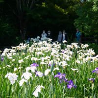 今年の大和中央公園の花菖蒲