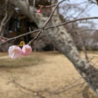 桜が咲き始めた三神峯公園