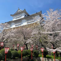 ２０２４　桜　お花見　IN　「鶴山公園」