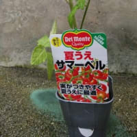 ミニトマト