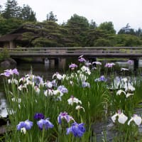 日本庭園・菖蒲の花　