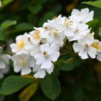ゴールデンウィーク前半戦で愛でた花