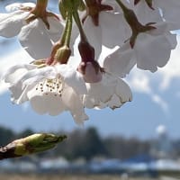 おぉ寒い　お山は雪🗻　櫻は🌸