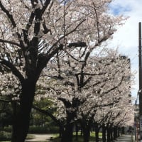 神奈川古書会館前、反町公園の桜。