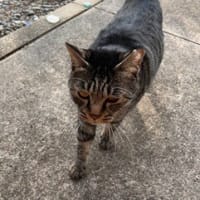 こたつくんの　いでんし。