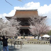 2020年4月4日の吉野の桜