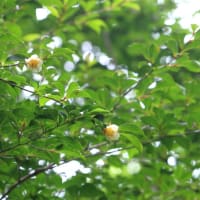 富士北麓の草原を散策　令和7年6月22日