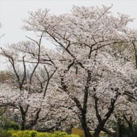 「田島が原自生地」周辺の桜