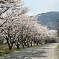 いなべ市青川沿いの桜