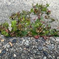 オサンポ walk - 植物plant : スキマ草 Sukima-soh--アメリカフウロ an Carolina geranium? 