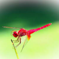 オニバス　オオオニバス　アサザ　ガガブタ etc.　水の上に咲く花とトンボさんたちの夏便り～　🌞🌺✨＝ii＝