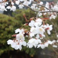 3月27日は「桜(さくら)の日」 万葉集／巻8-1425