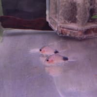 連休中の営業日と入荷魚のご案内！！！