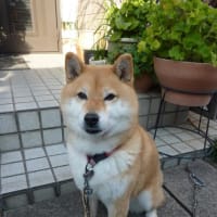 残された娘犬（まめ）の近況